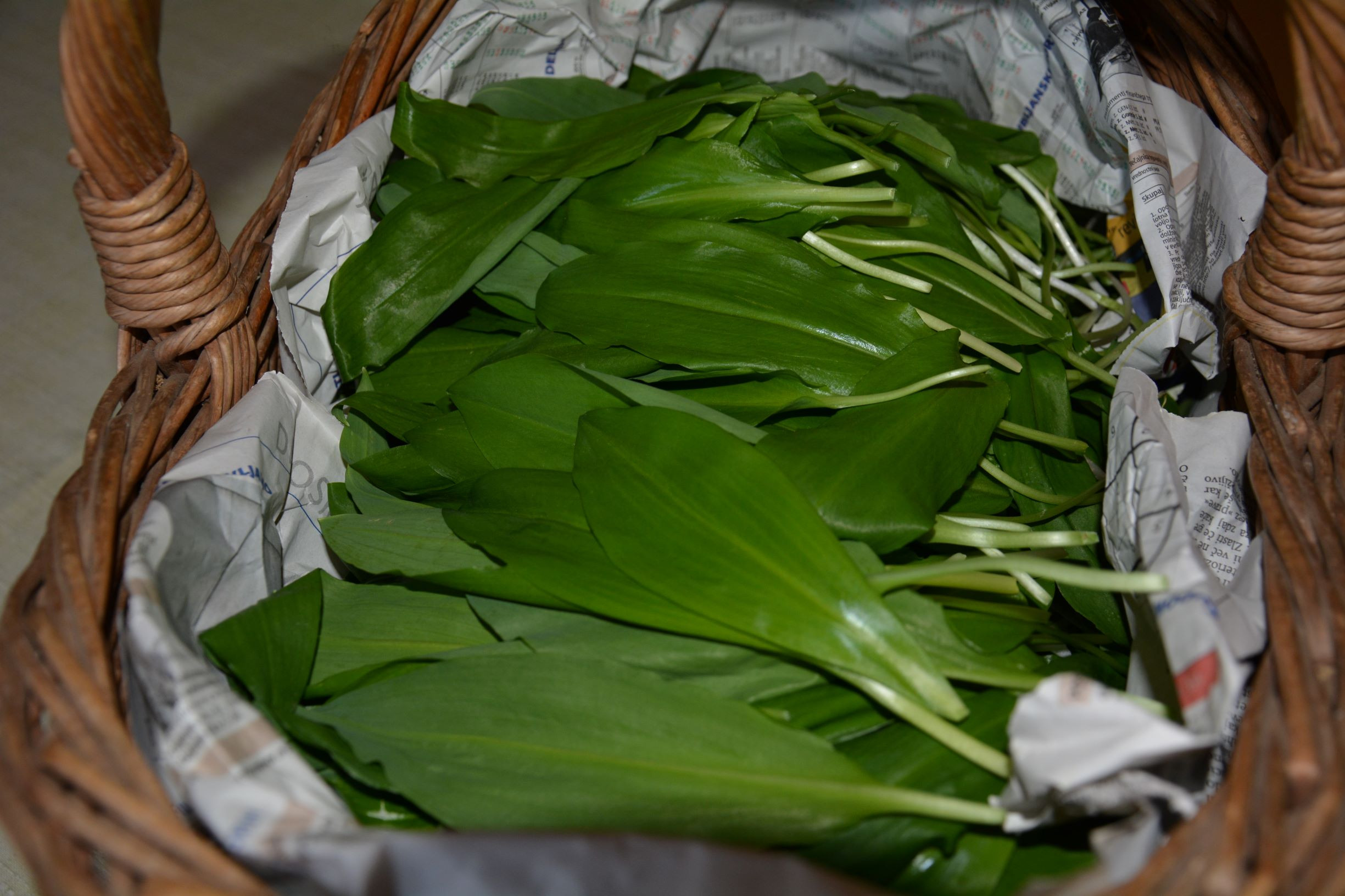 Hvala Saši Krumpak za košaro čemaža