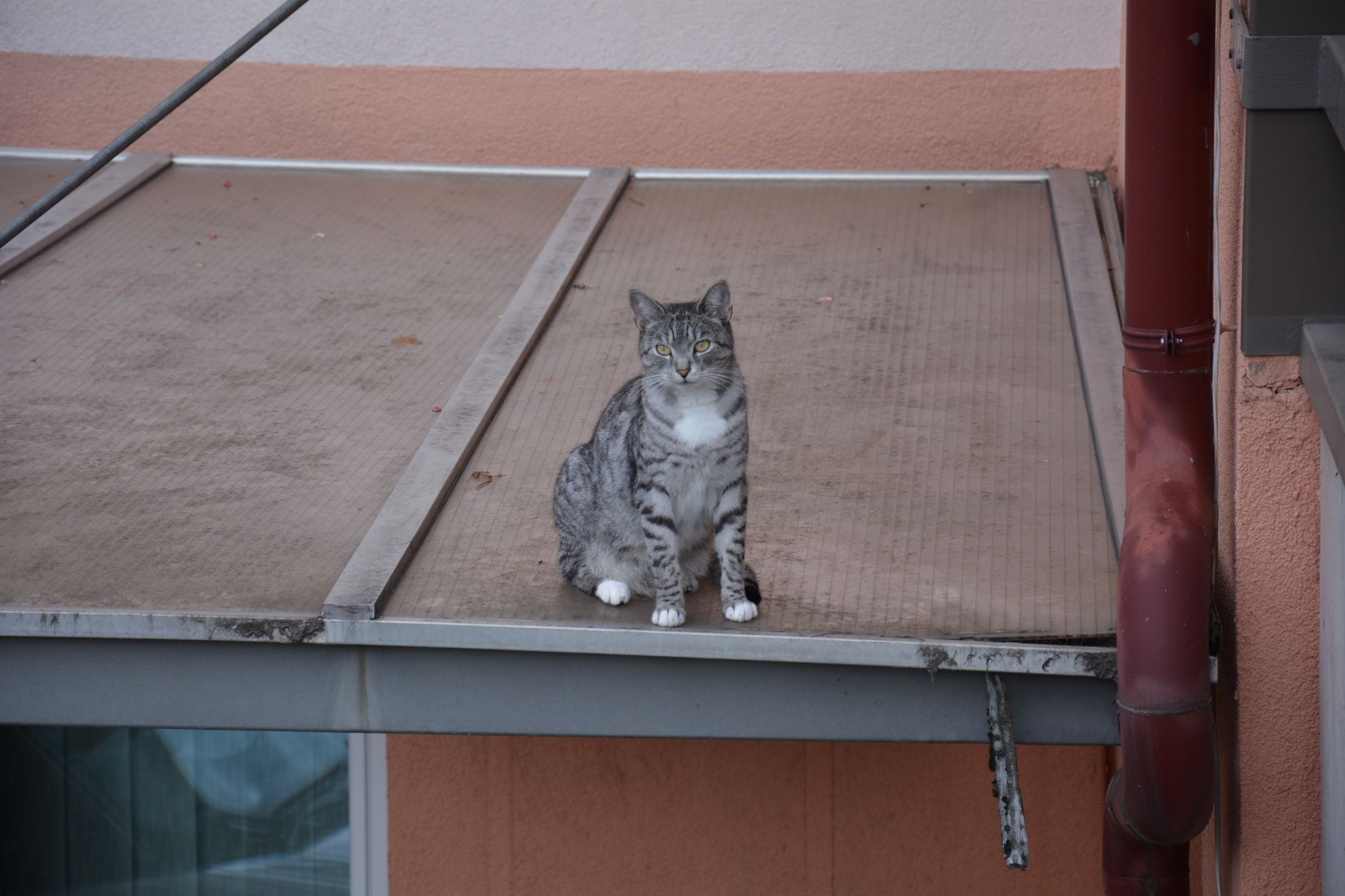 Koruza ima veliko zdravilnih lastnosti