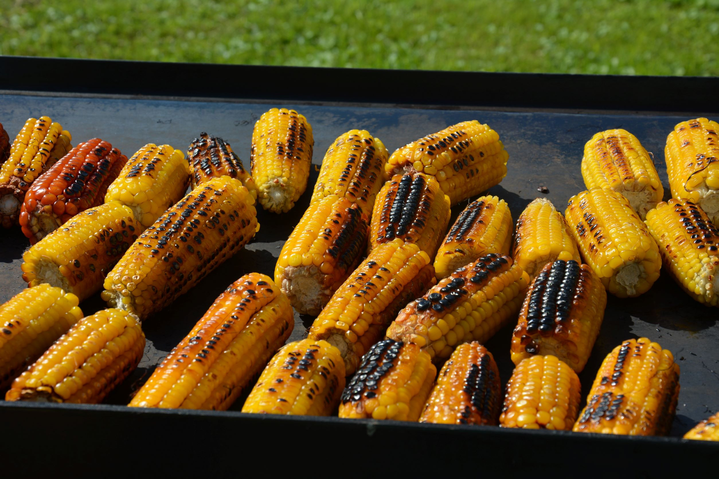 Koruza je priljubljena