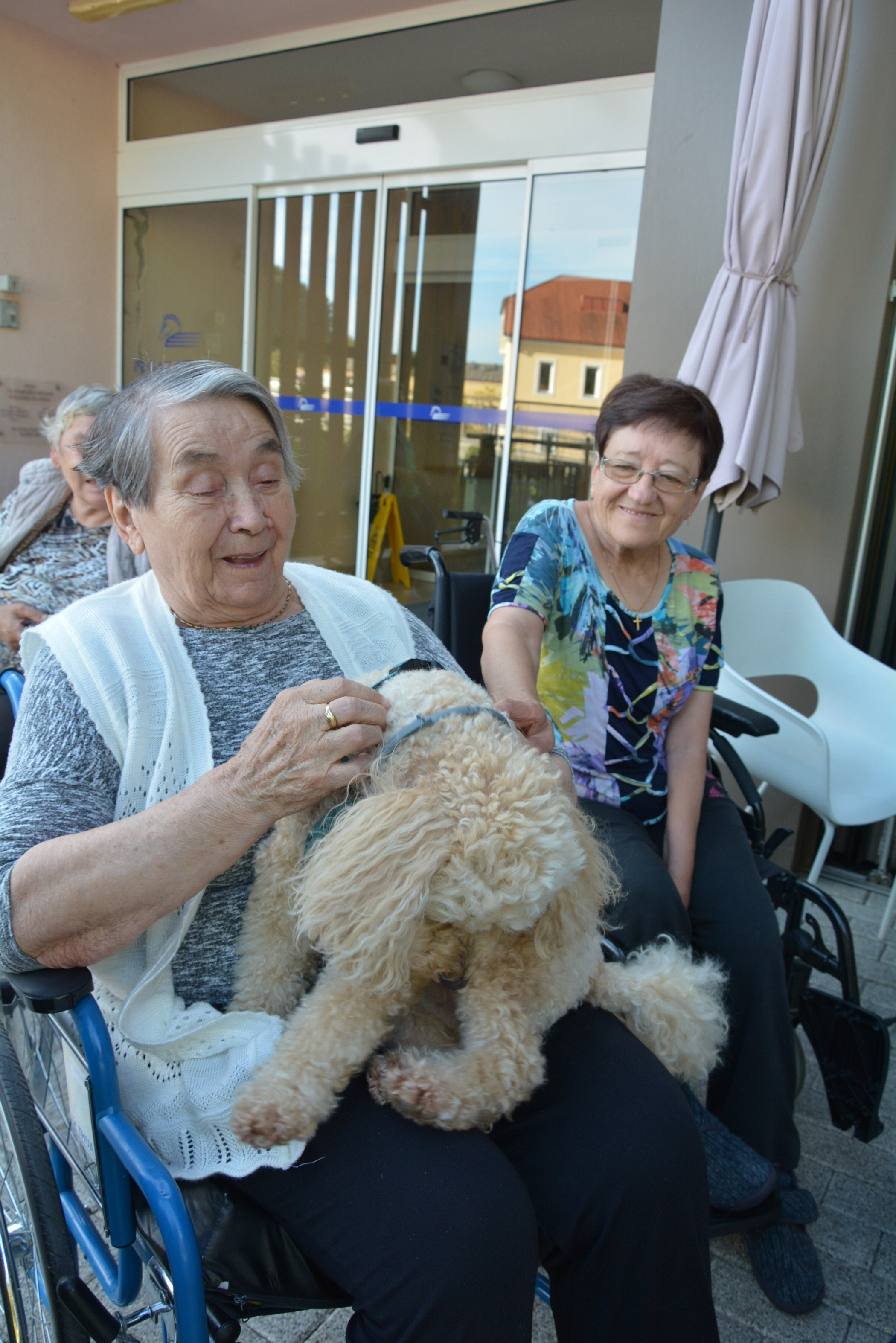 Kosmati smrčki za ljubitelje psov