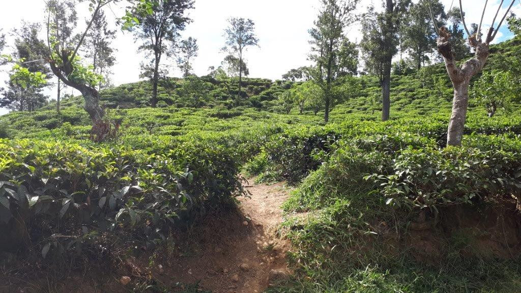 Maldivi in Šri Lanka