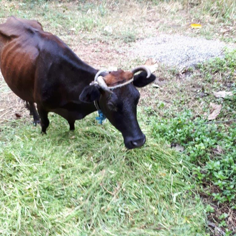 Maldivi in Šri Lanka