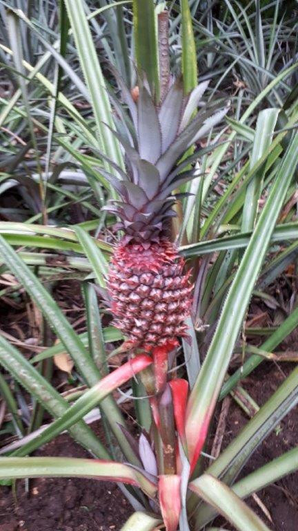 Maldivi in Šri Lanka