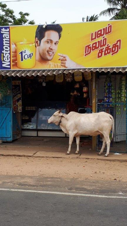Maldivi in Šri Lanka
