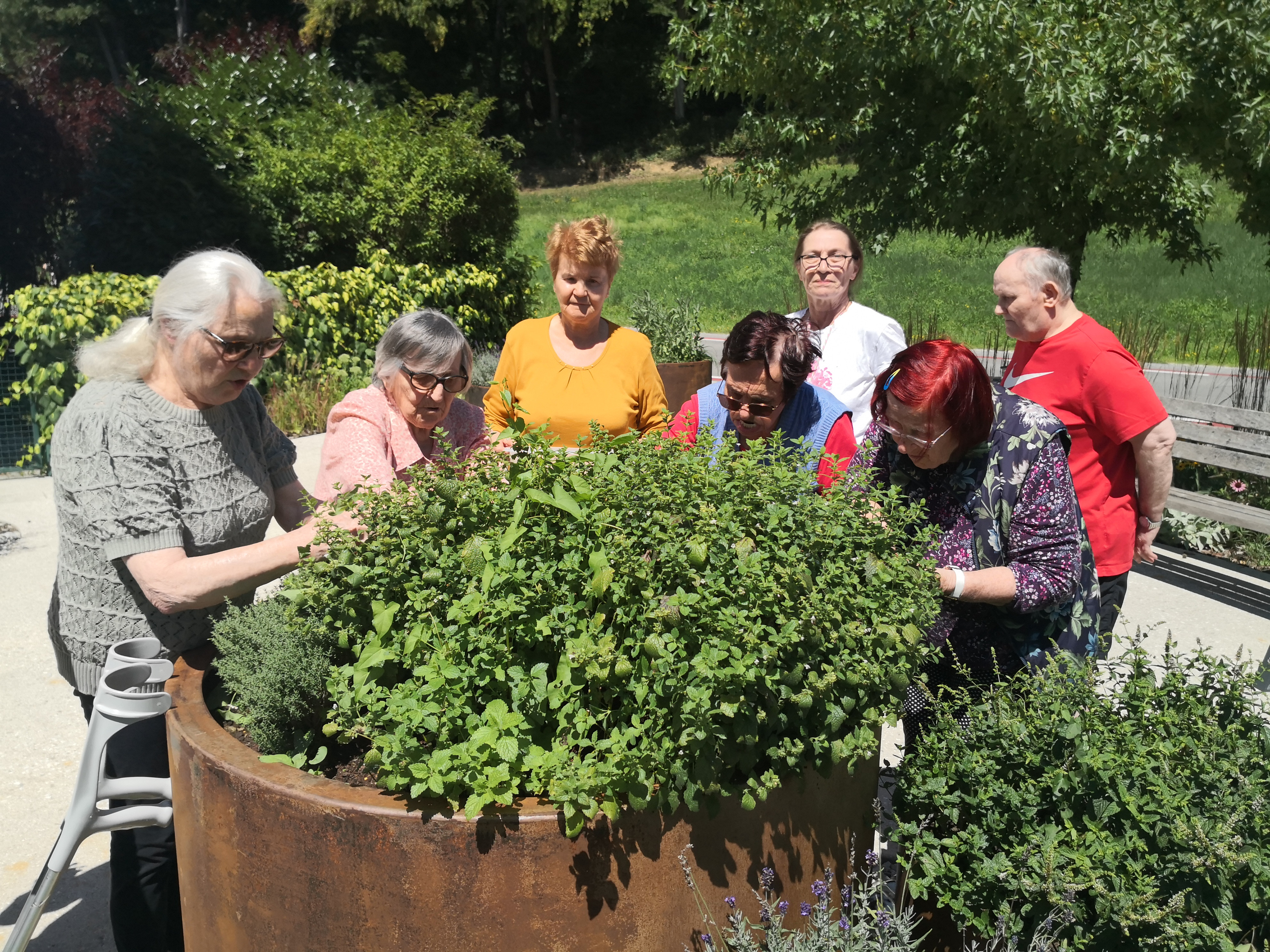 Nabiranje mete in melise ter kuhanje sirupa