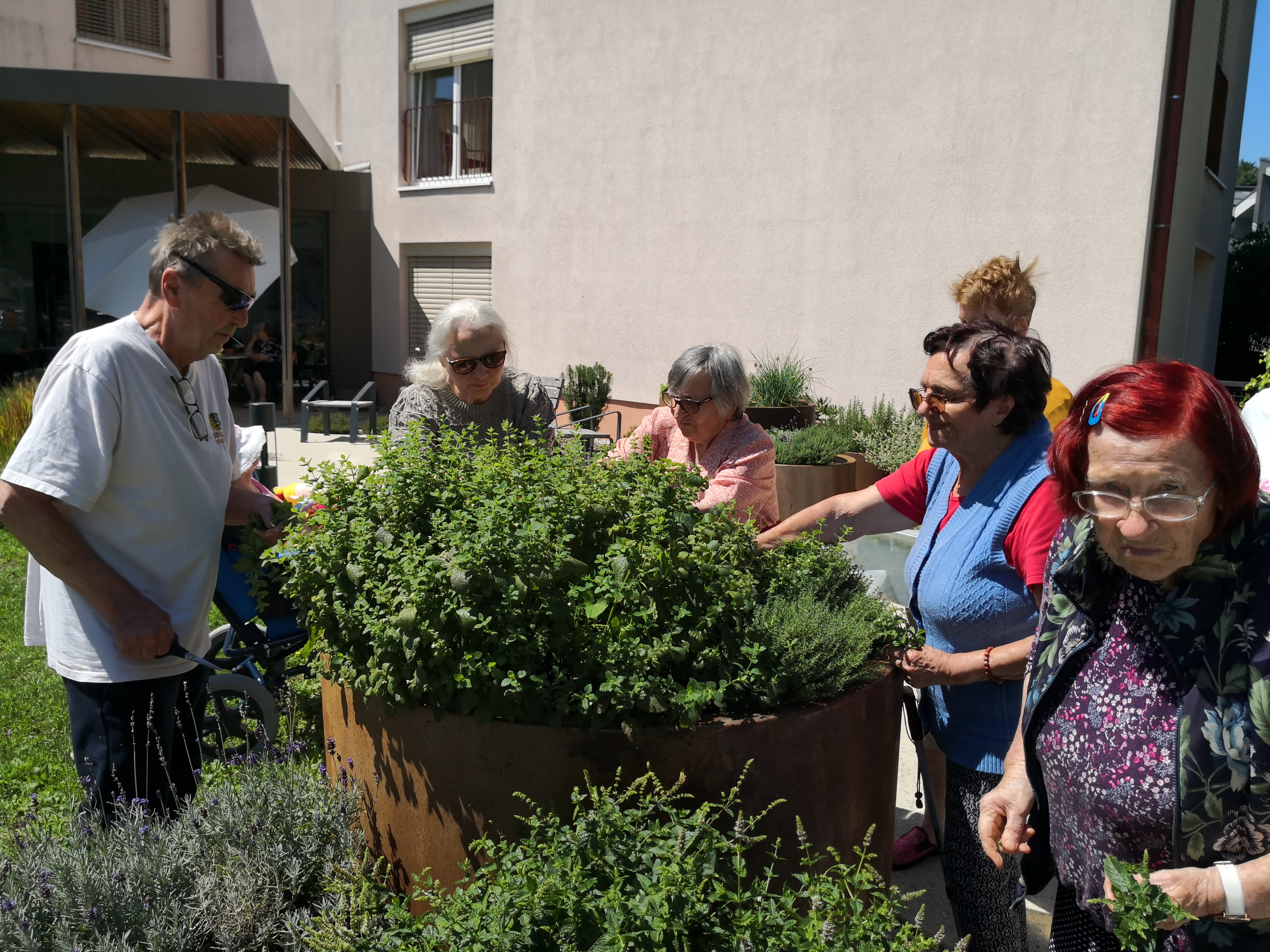 Nabiranje mete in melise ter kuhanje sirupa