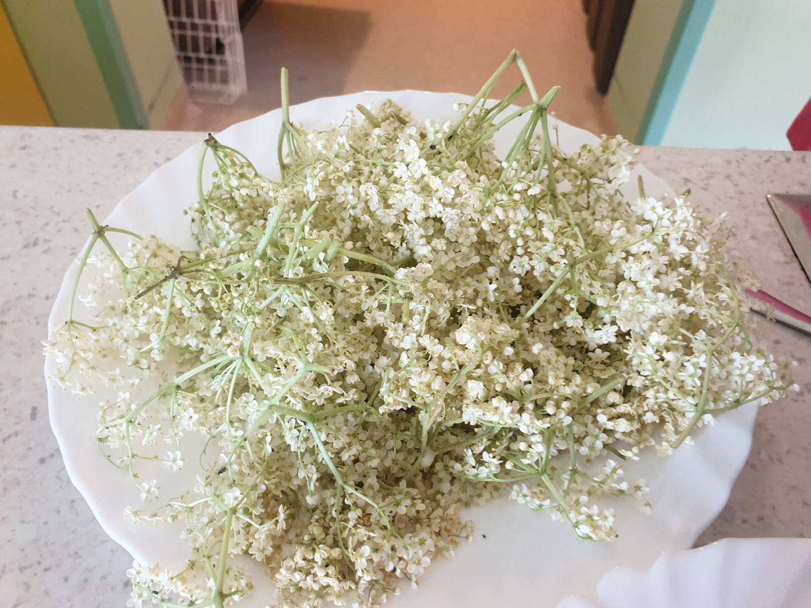 Navaden majski petek