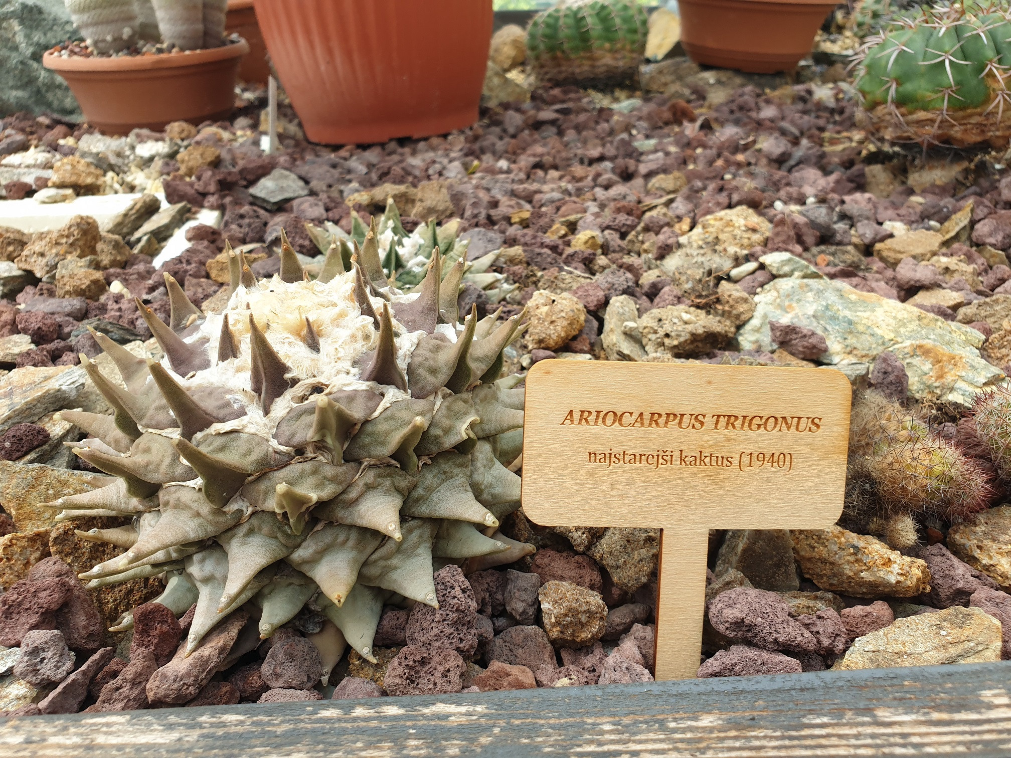 Obiskali smo Paviljon kaktej v Cerovcu pod Bočem