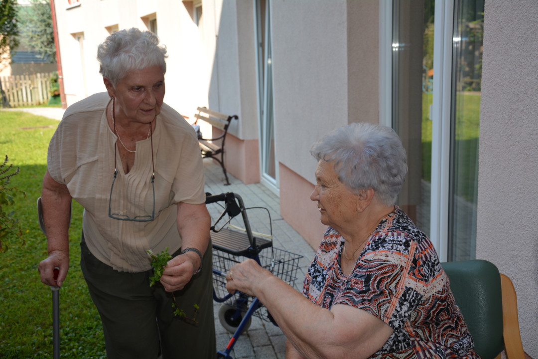 Predstavimo zdravilno zelišče - meto