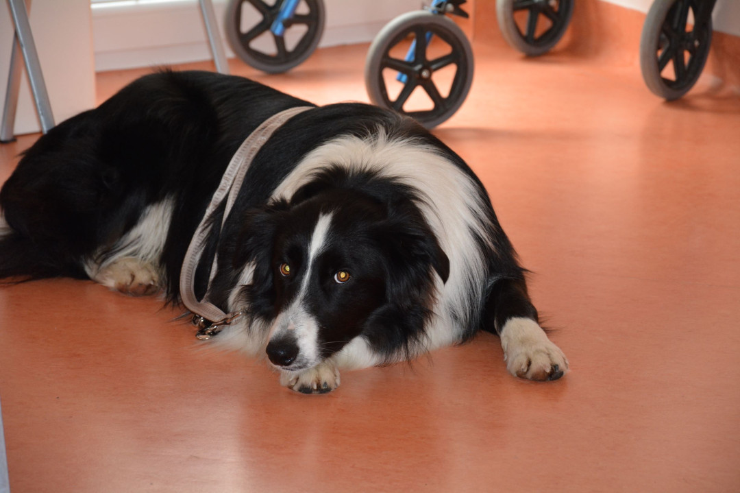 Predstavitev kužka Kenny-ja