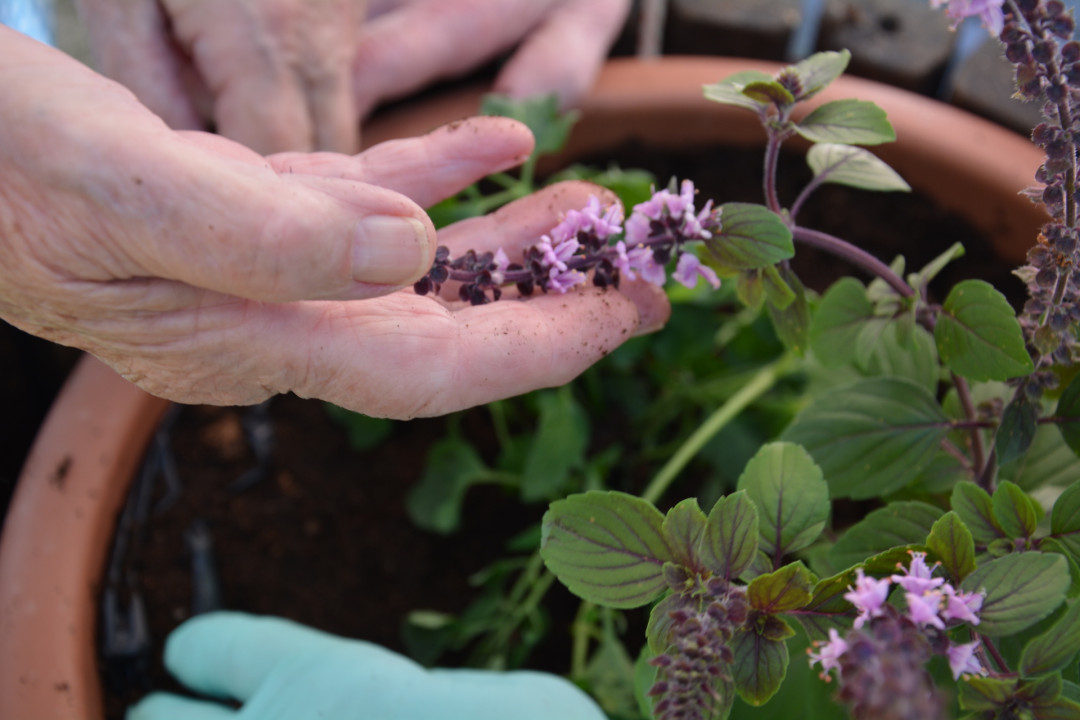 Retro permakultura za manj demence