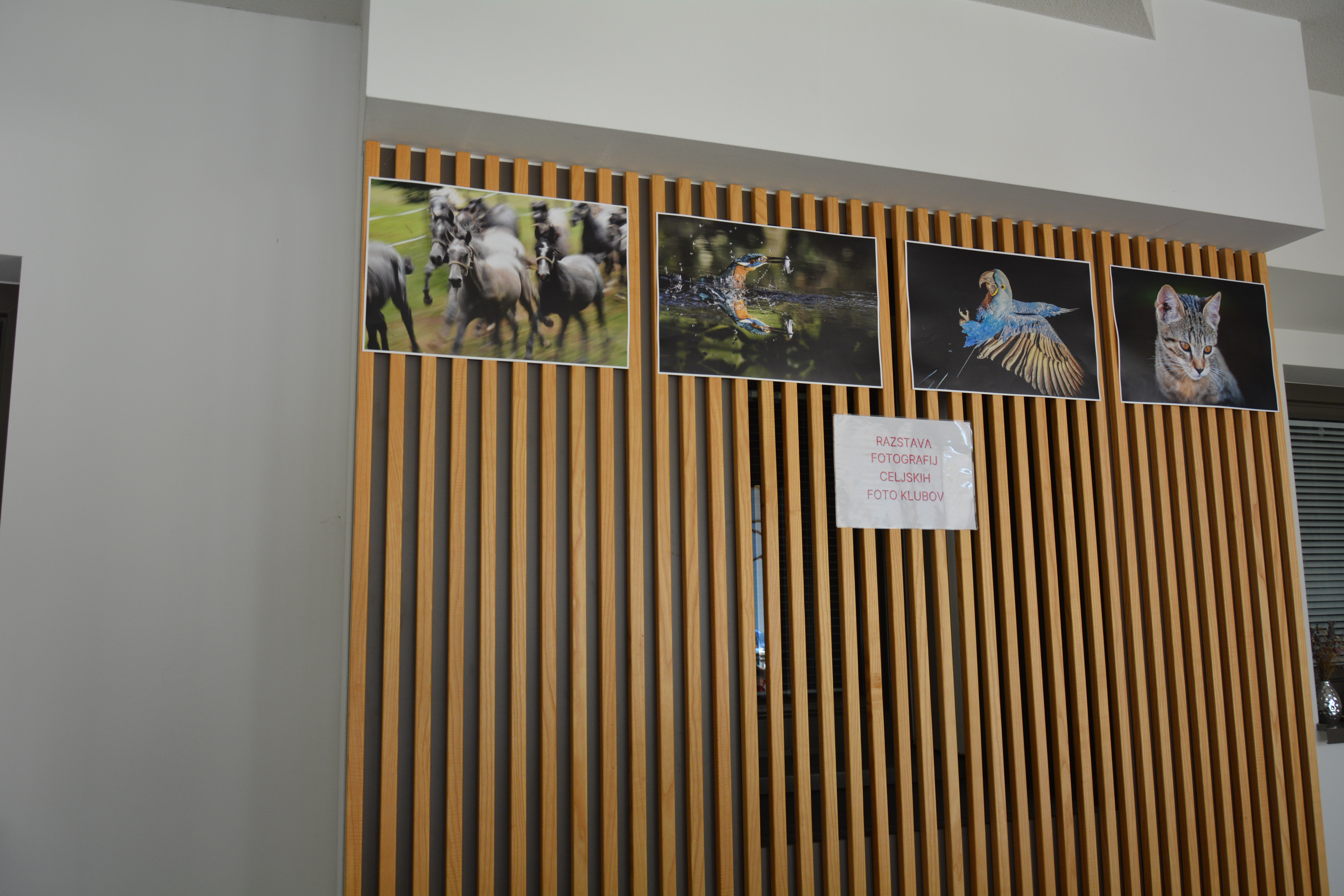 Slike fotografov Celjskih foto klubov krasijo kavarno