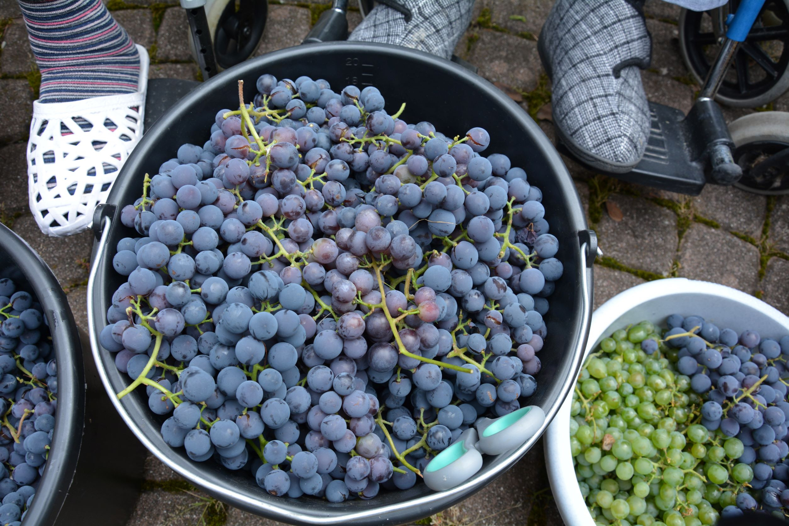 Trgatev na skupini Spominčica