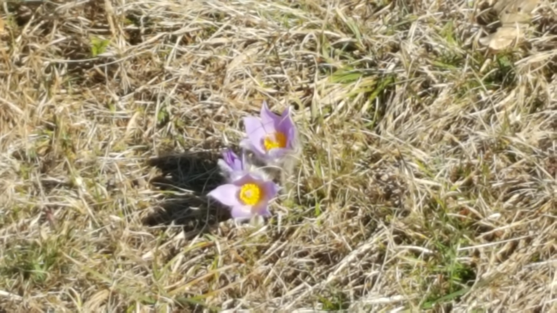 Velikonočnica spet cveti