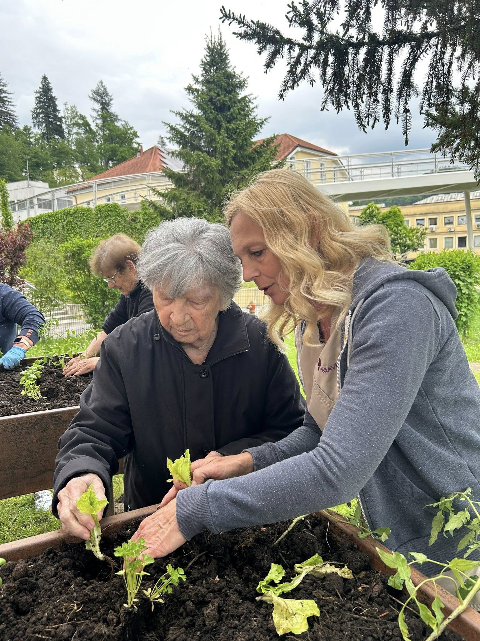 Visoke grede v skupini Spominčice