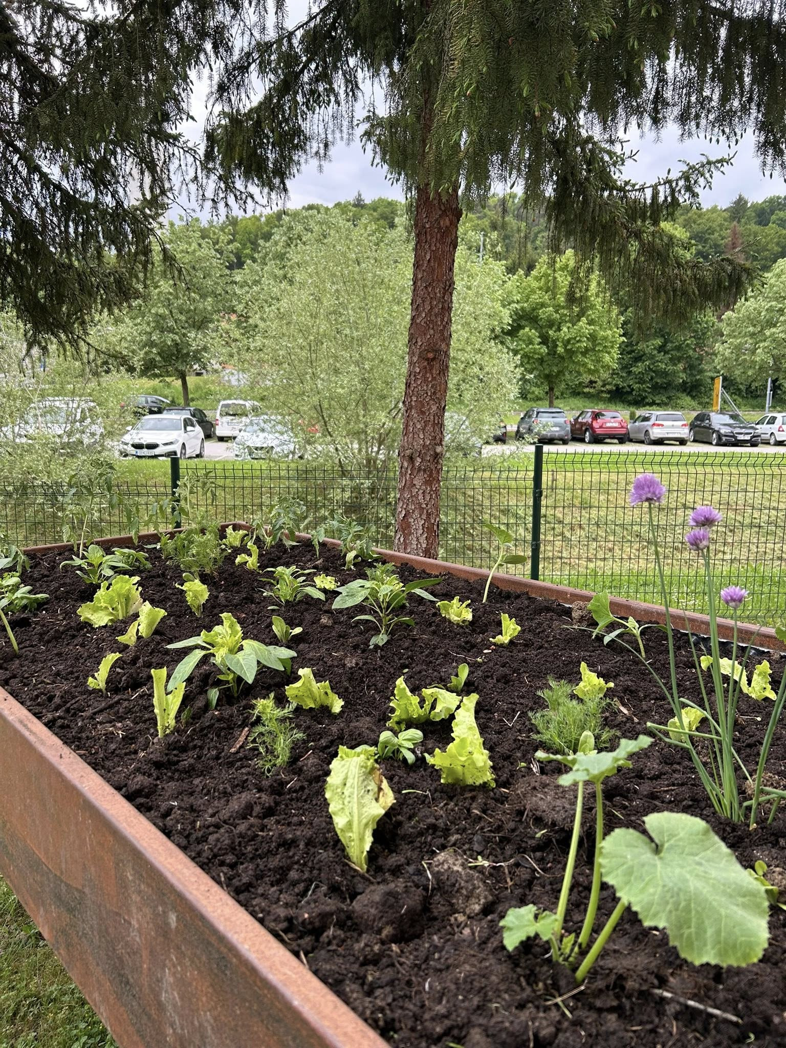 Visoke grede v skupini Spominčice