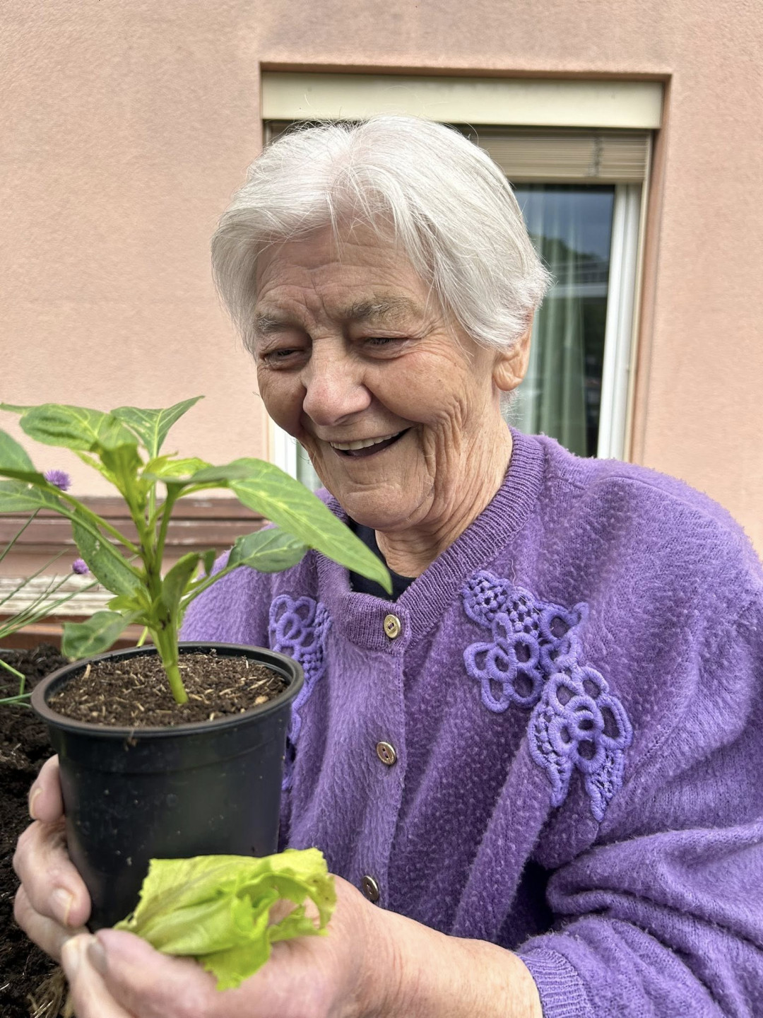 Visoke grede v skupini Spominčice