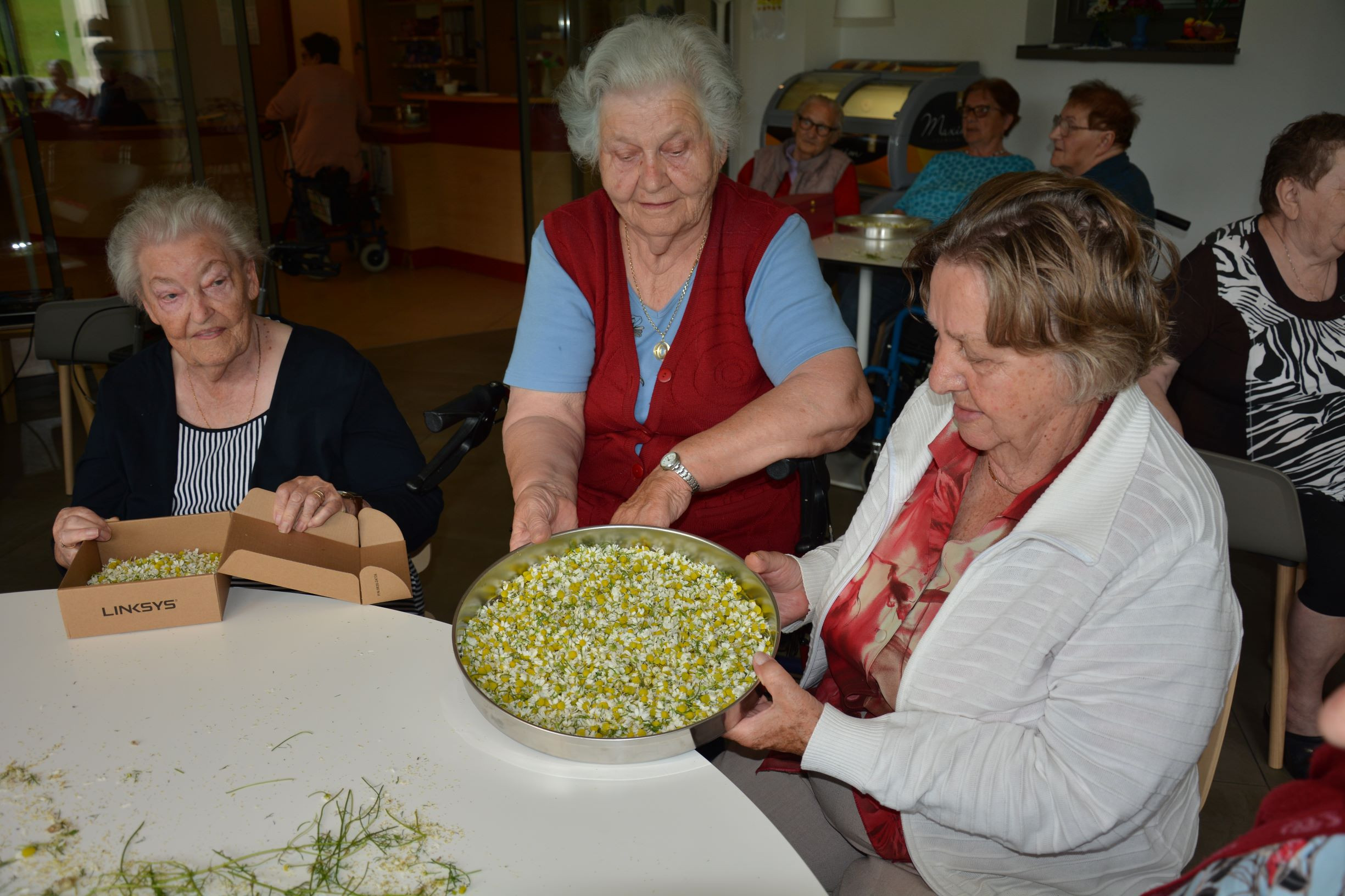 Za vsako bolezen raste rož’ca
