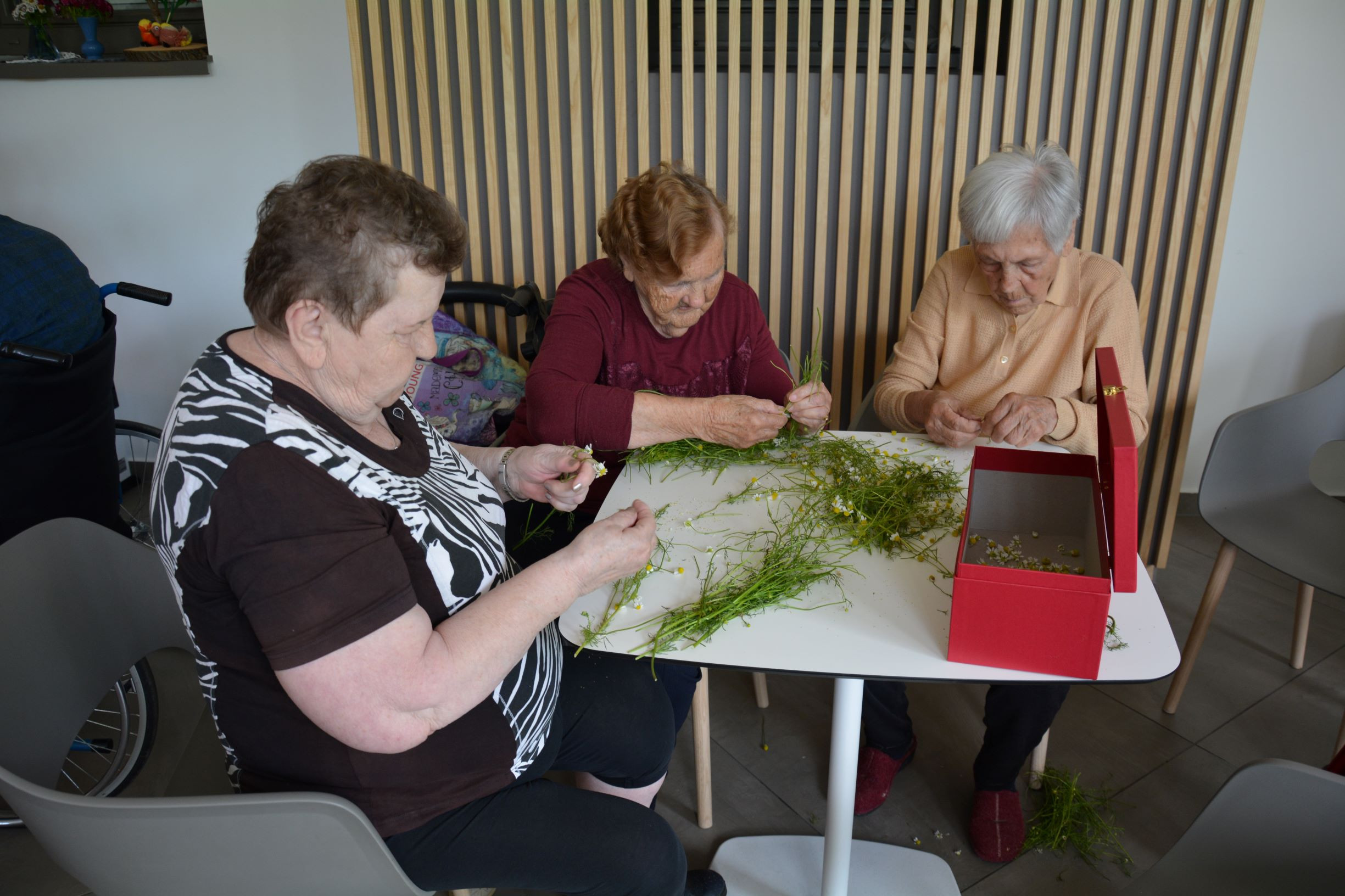 Za vsako bolezen raste rož’ca