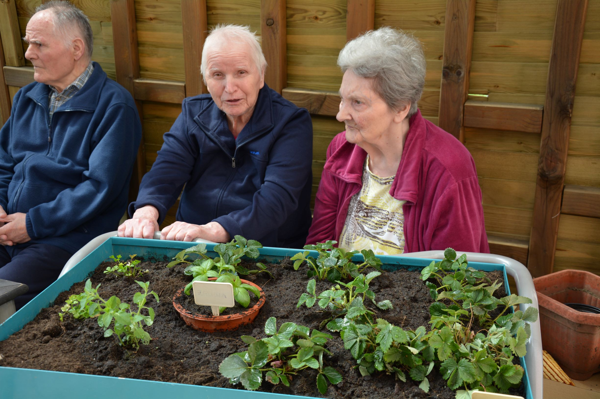 Zasadili smo zunanje rože in začimbe v skupinah Zarja in Spominčice