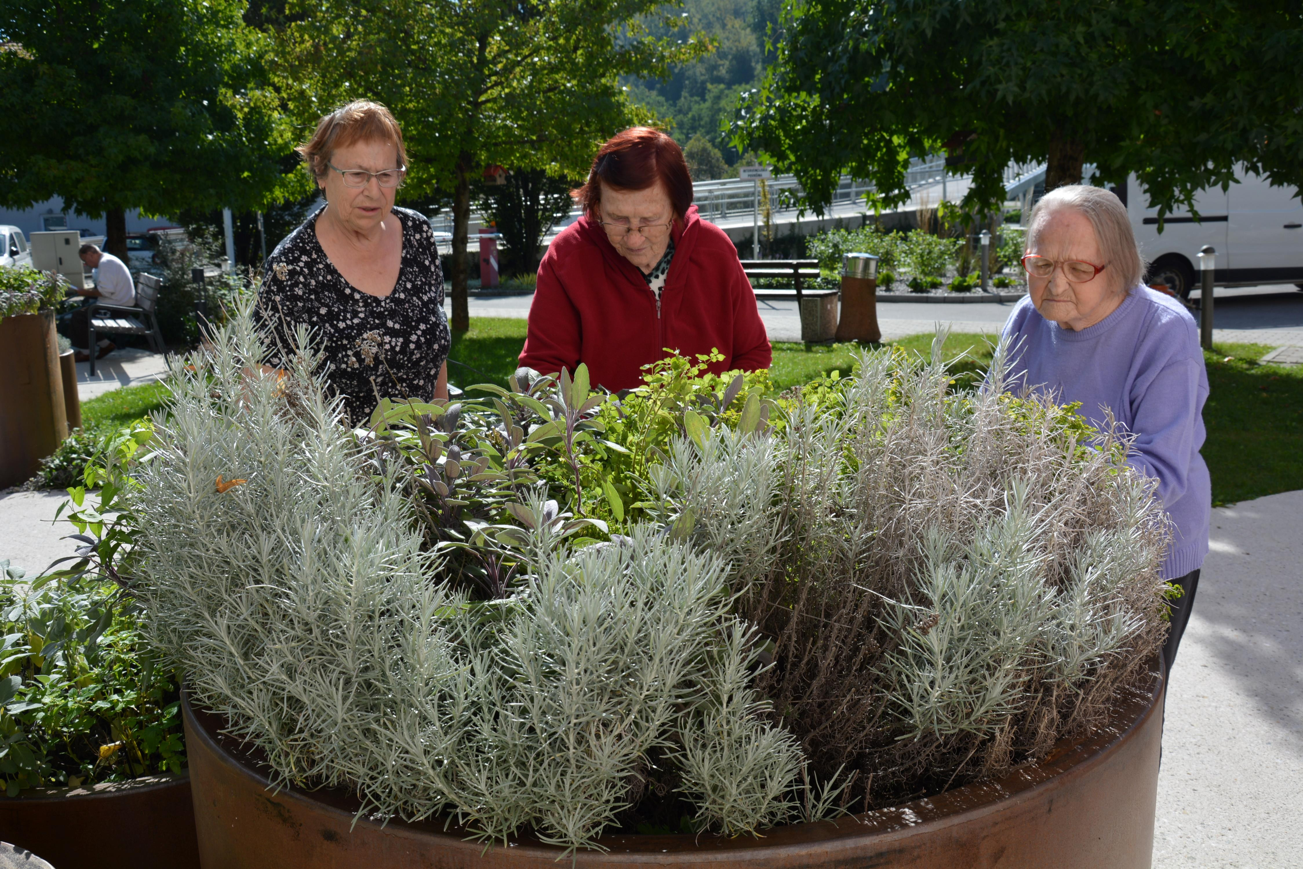 Zelišča iz našega čudovitega parka