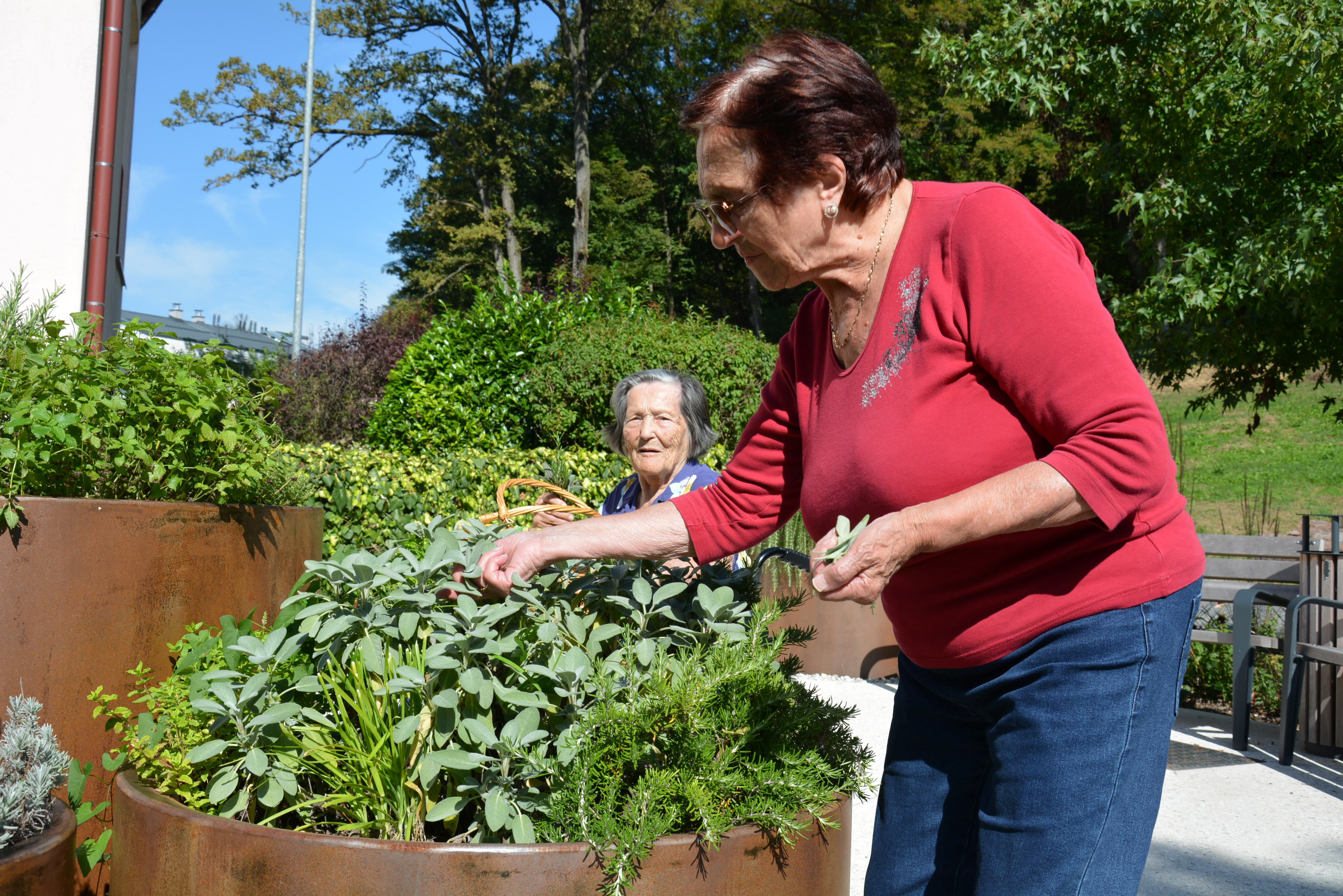 Zelišča iz našega čudovitega parka