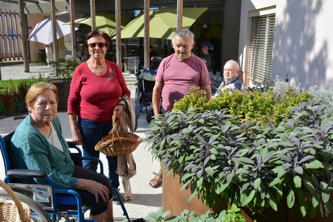 Zelišča iz našega čudovitega parka