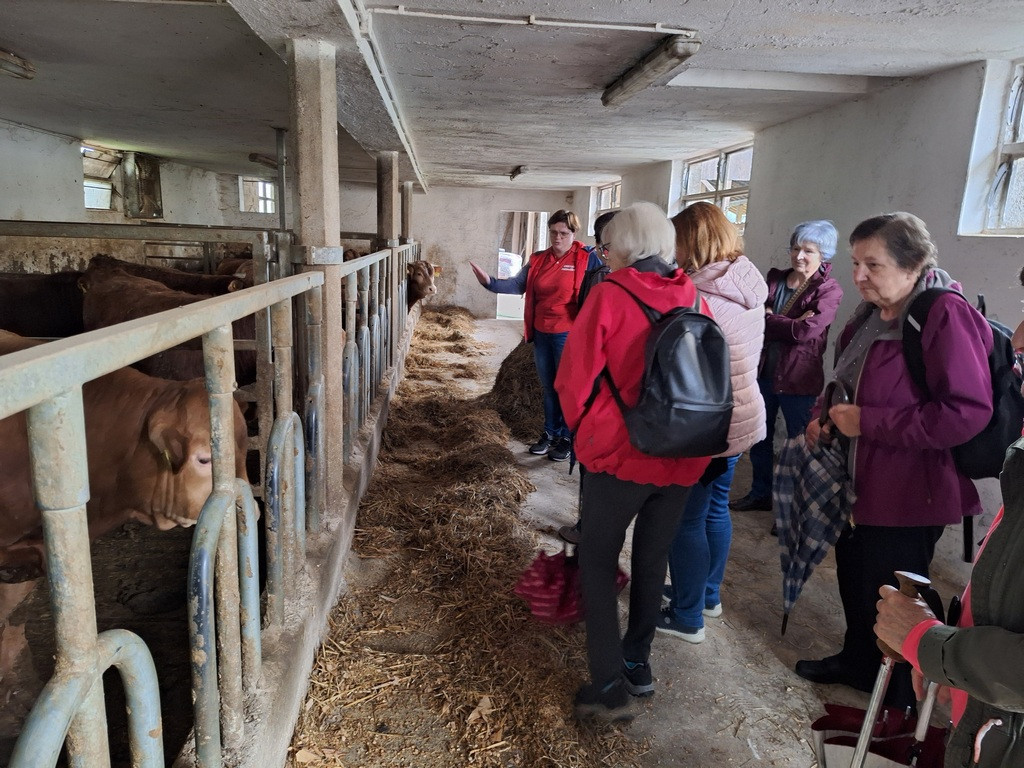 Del govedi v Šentjurju, del v Zabukovju