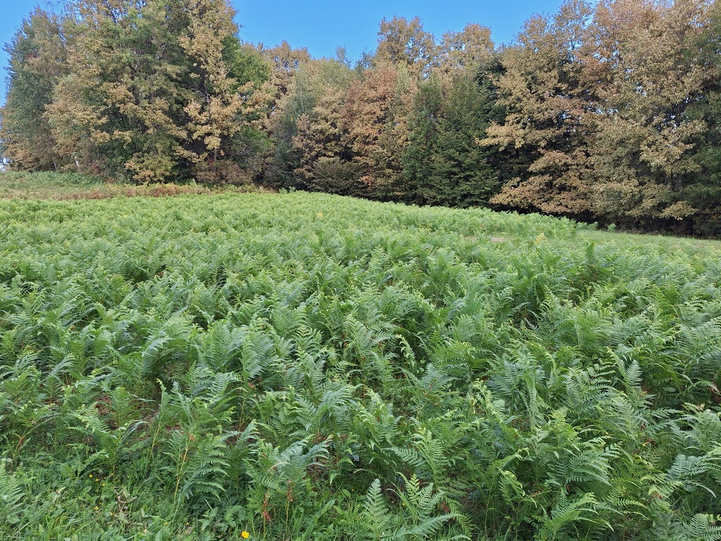 Društveni pohod na Planino v Podbočju