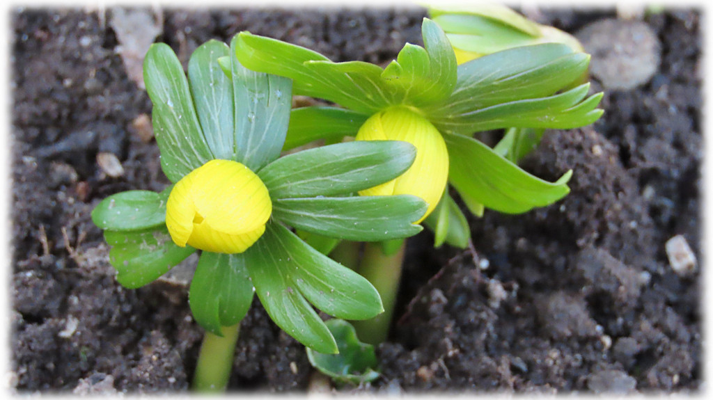 Krepitev spomina in kognitivnih sposobnosti