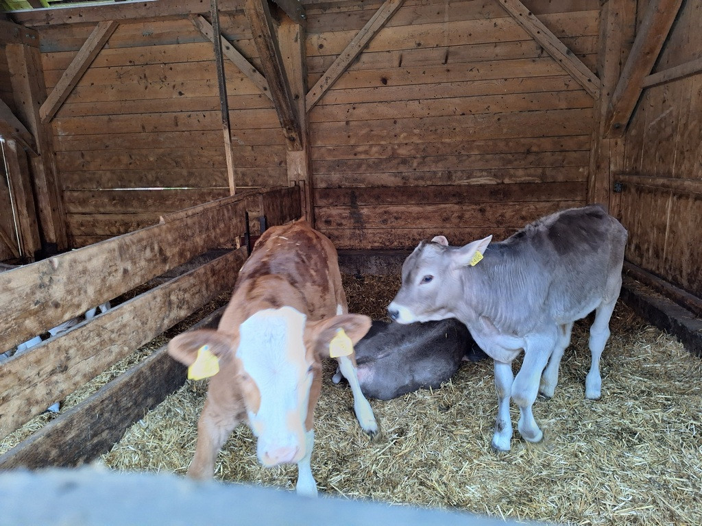 Ta dva sta pa v telečjem vrtcu.