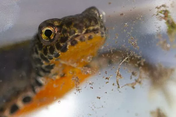 Doživetja narave Artič