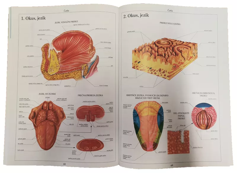 Anatomski atlas