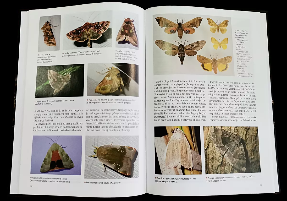 Nočni metulji Slovenije