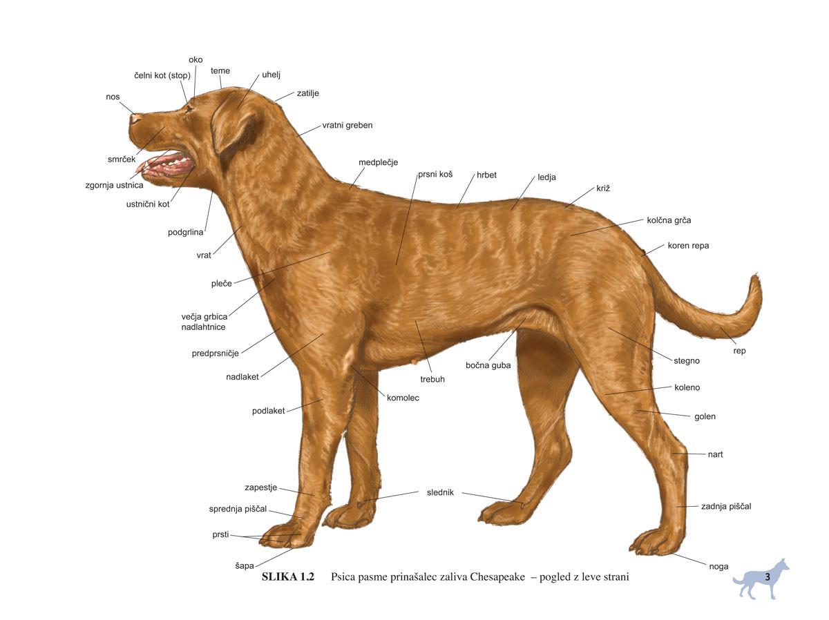 Barvni atlas anatomije malih živali