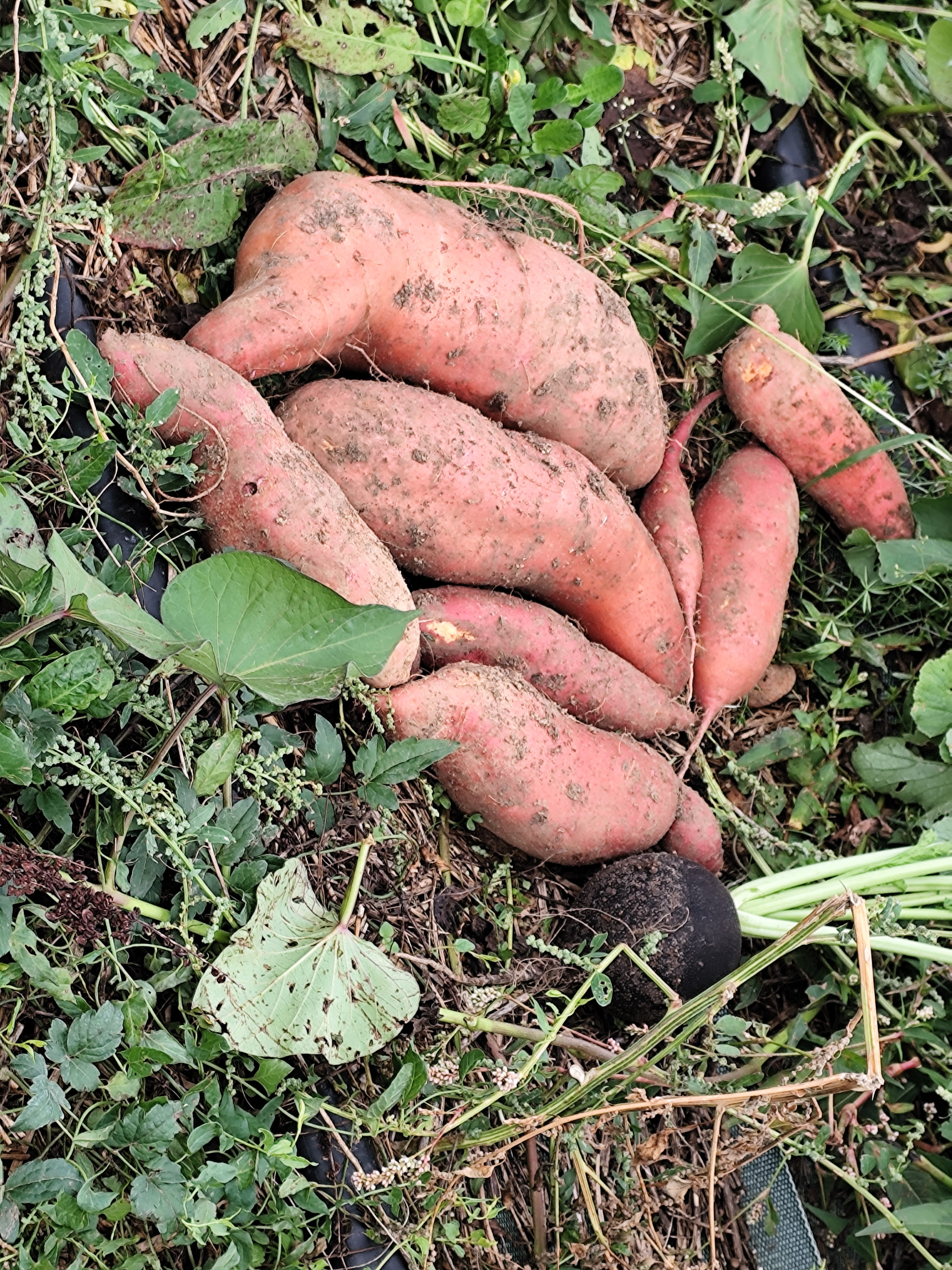 ZDEKS na sejmu Tech&Bio 2025: izmenjava znanja in predstavitev slovenskih inovacij