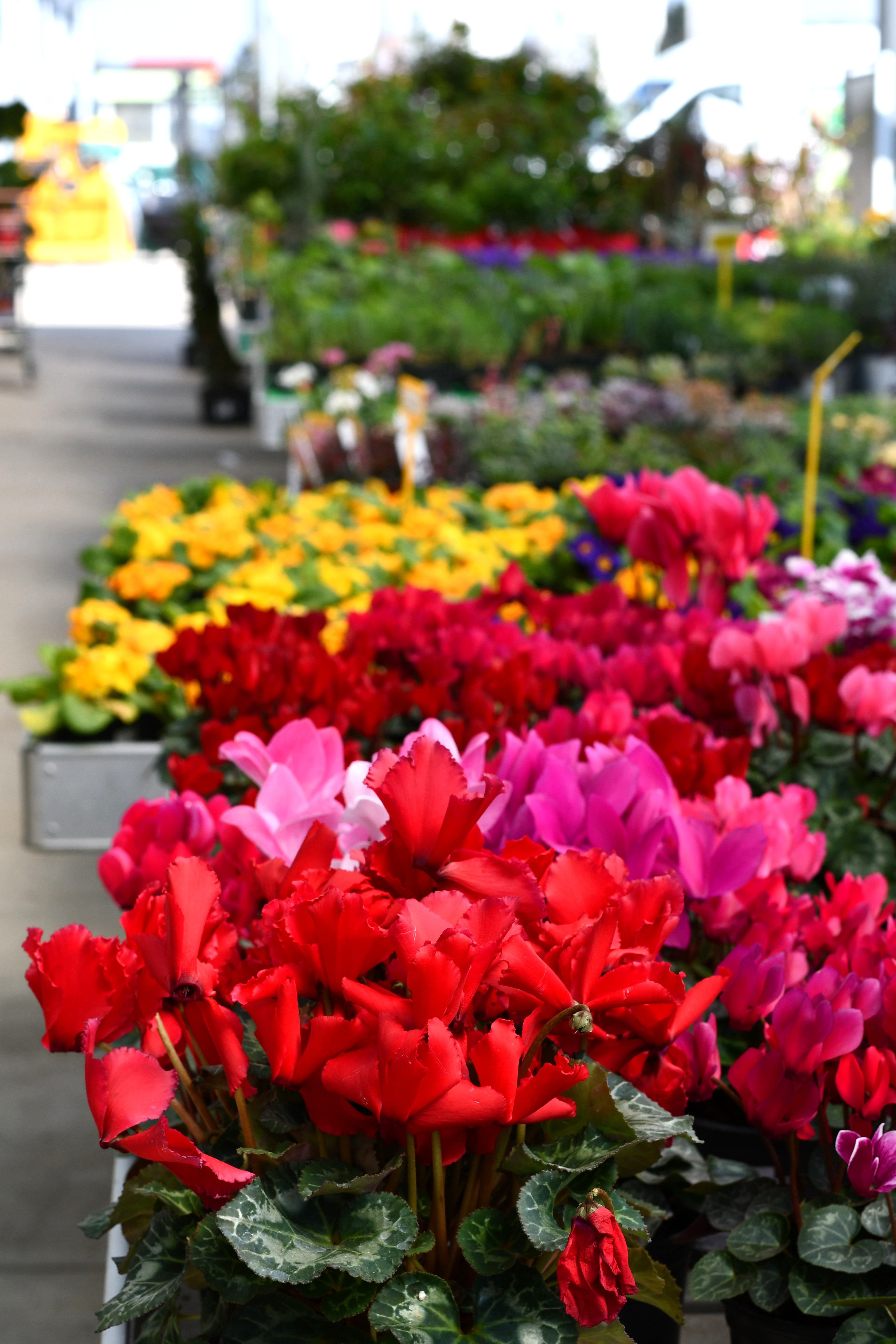 Kmetijska trgovina Cerjak