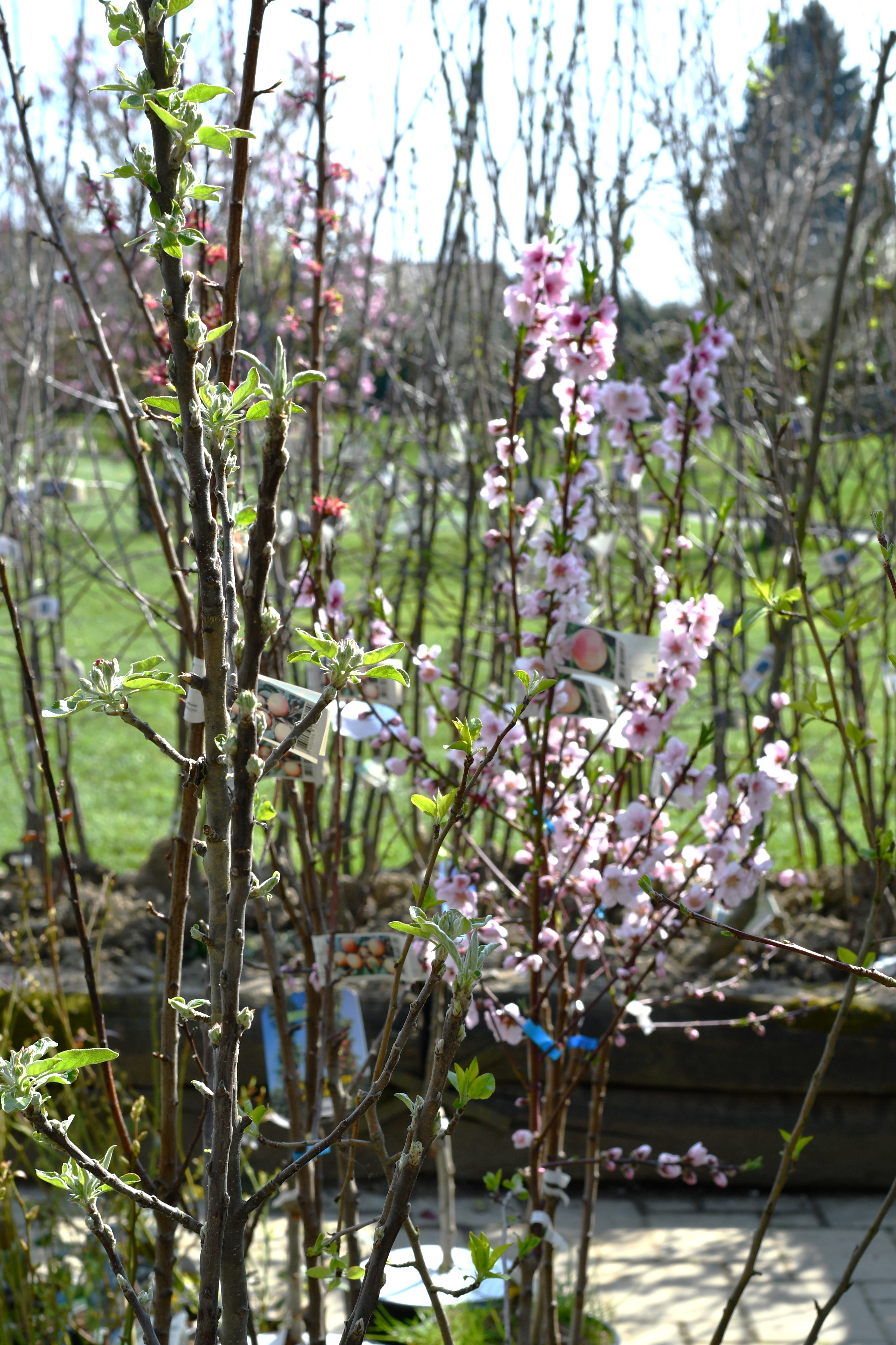 Kmetijska trgovina Cerjak