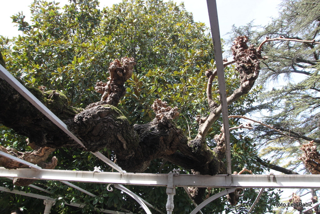 Utrinki s strokovne ekskurzije na Kras