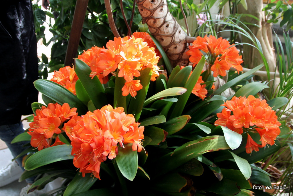 Utrinki s strokovne ekskurzije na Kras