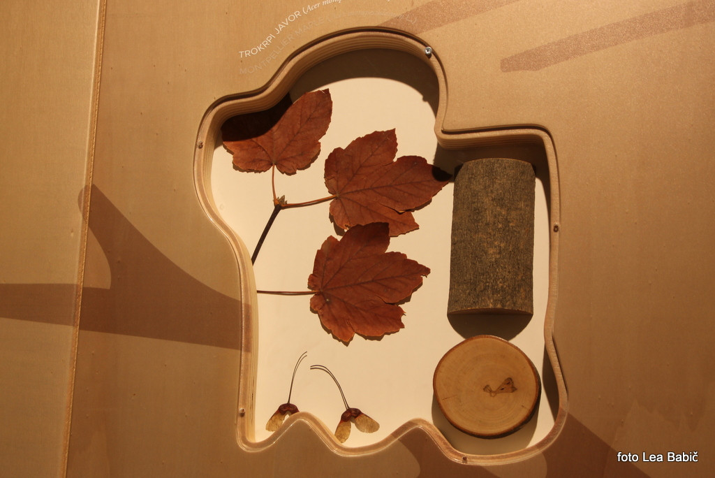 Utrinki s strokovne ekskurzije na Kras