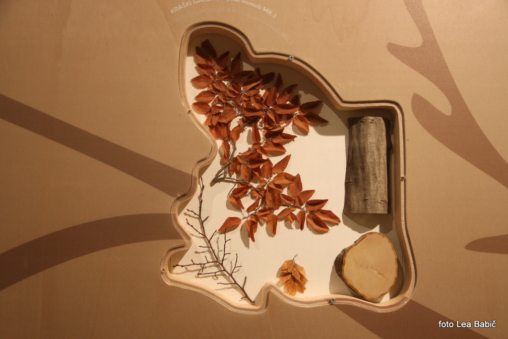 Utrinki s strokovne ekskurzije na Kras