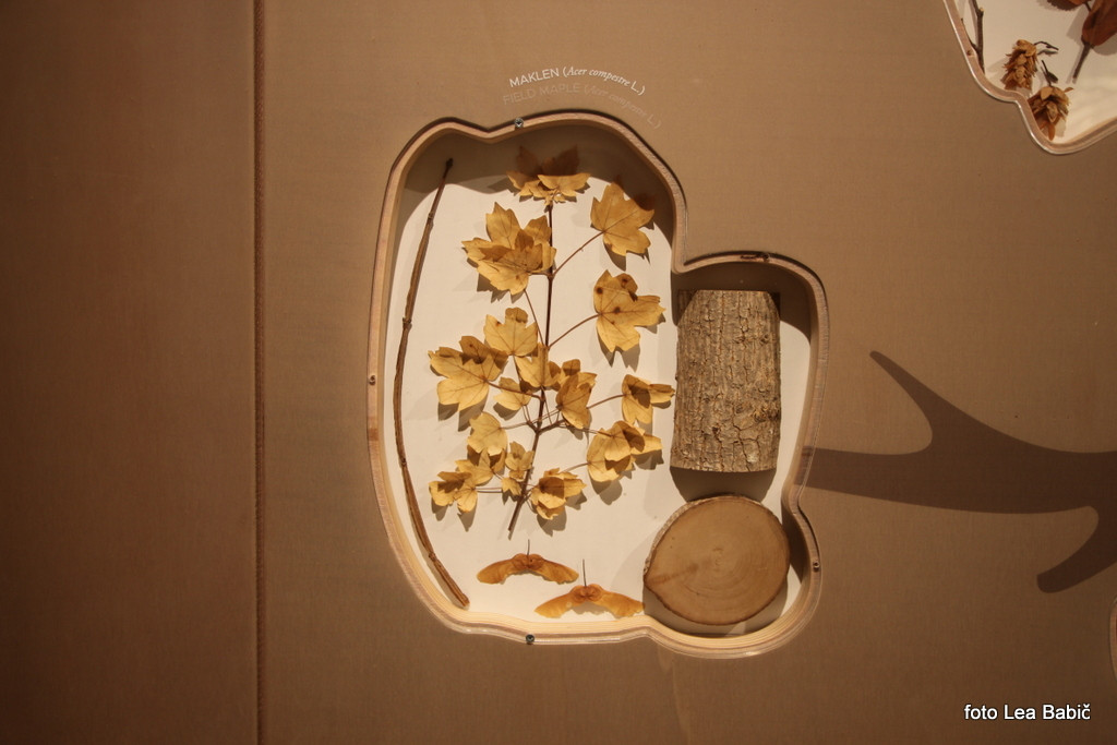 Utrinki s strokovne ekskurzije na Kras