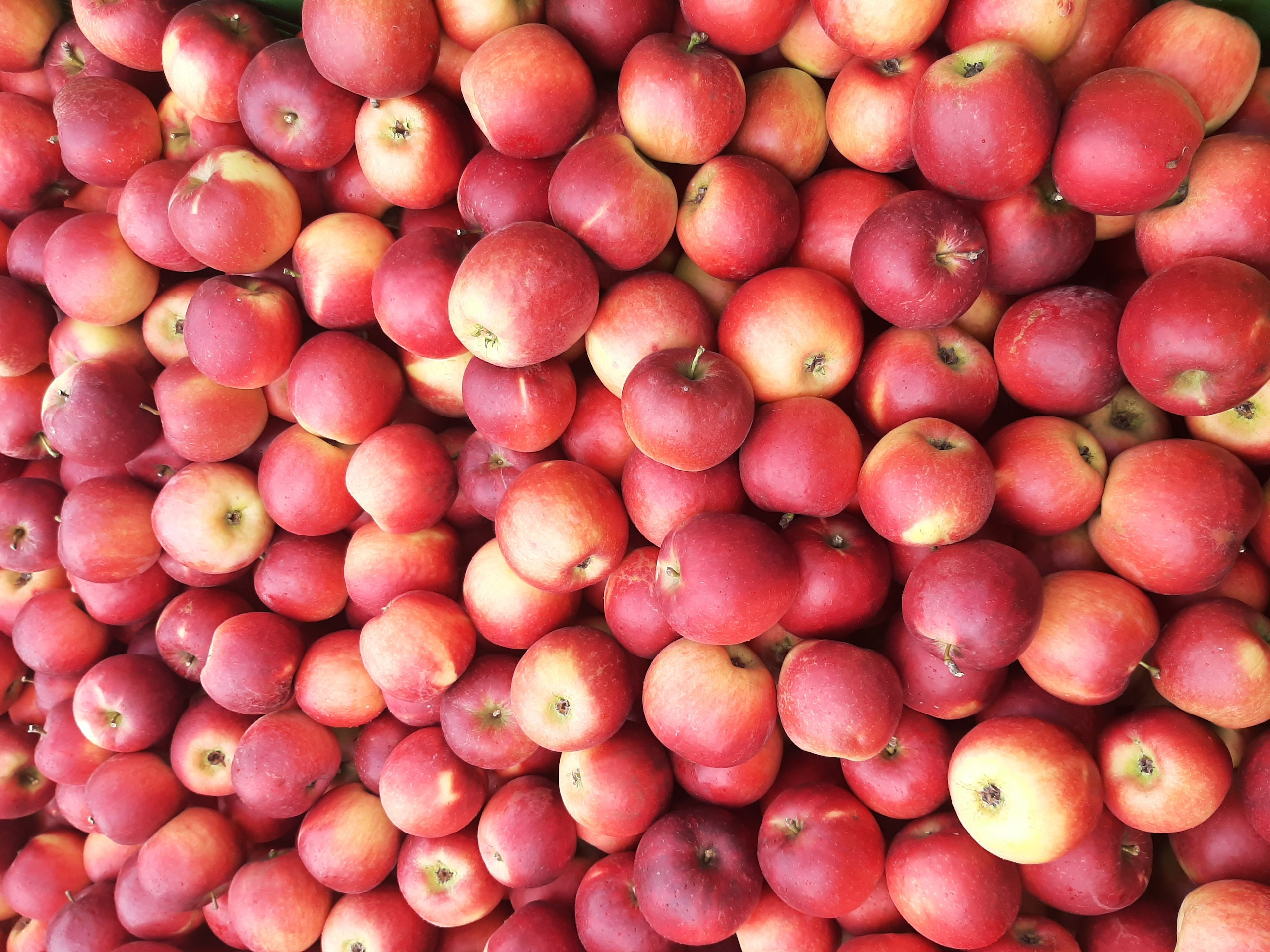 Sadjarska kmetija Kovačič