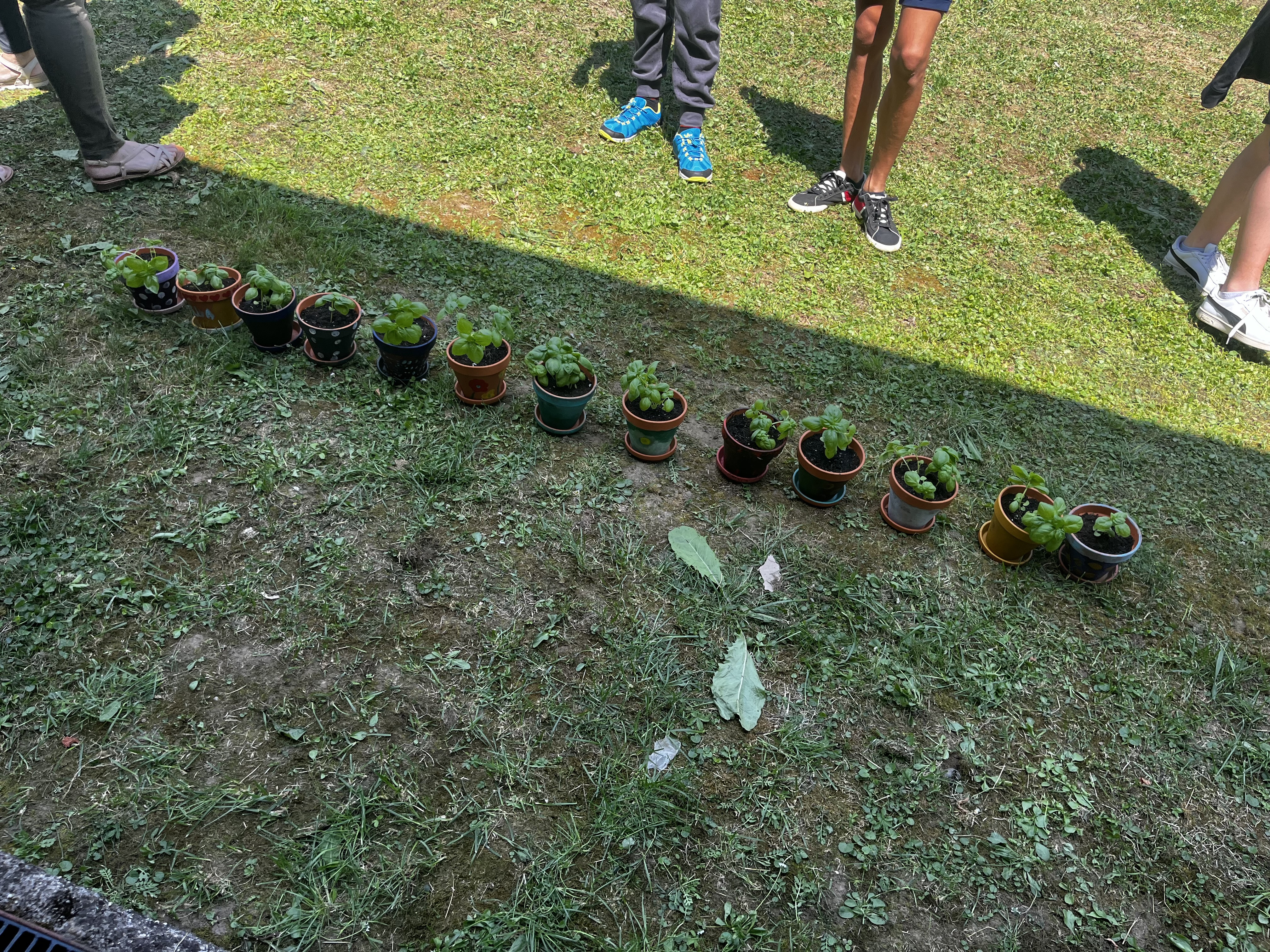 Diši po zeliščih in ustvarjalnosti