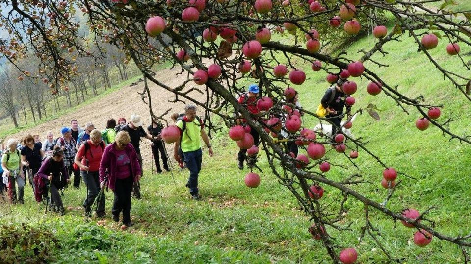 16. Tradicionalni pohod po kozjanskih sadovnjakih