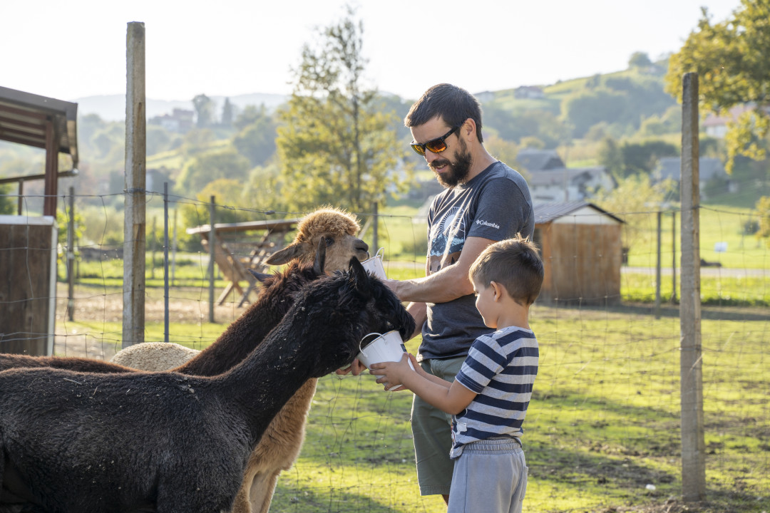 Alpacaween - noč čarovic med alpakami