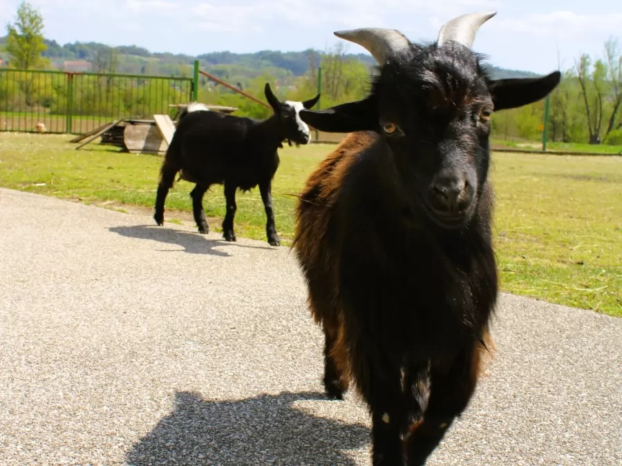 Alpaka ranč Pepito & prijatelji