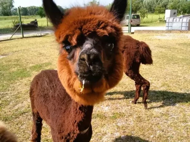 Alpaka ranč Pepito in prijatelji