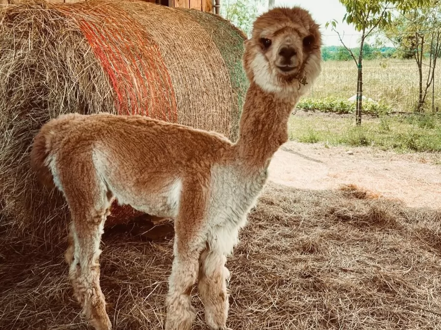Alpaka ranč Pepito & prijatelji